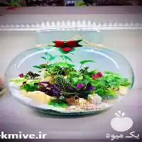 قیمت خرید تراریوم زیبا در گروه خرید و فروش گیاهان زینتی در یکمیوه