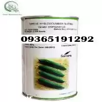 فروش بذر خیار امپراطور قیمت در مشهد در گروه خرید و فروش بذر خیار در یکمیوه