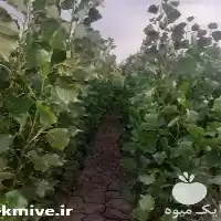 فروش عرضه نهال صنوبر در همدان در گروه خرید و فروش نهال صنوبر در یکمیوه