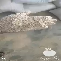 فروش سبوس گندم درجه یک تازه در ساری در گروه خرید و فروش گندم و جو در یکمیوه