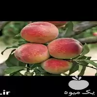 فروش عرضه انواع گوناگون قلم سیاه در ساری در گروه خرید و فروش نهال میوه در یکمیوه