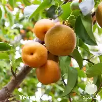 فروش نهال گلابی اصلاح شده در ارومیه در گروه خرید و فروش نهال گلابی در یکمیوه