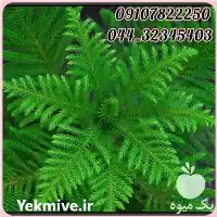 قیمت خرید عمده نهال غیر مثمر در تهران در گروه خرید و فروش و قیمت کاج در یکمیوه