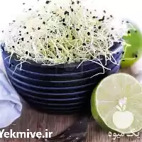 فروش ویژه دستگاه جوانه ساز رویشگر در گروه خرید و فروش دستگاه کشاورزی در یکمیوه