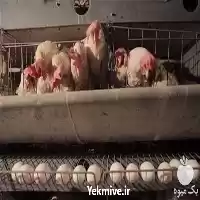 فروش آموزش مدیریت مرغ تخم گذار در تهران در گروه دوره آموزش کشاورزی در یکمیوه
