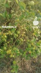 لیمو ترش محلی در بندرعباس در گروه خرید و فروش لیمو ترش در یکمیوه