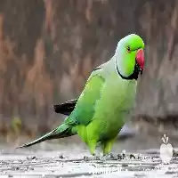 قیمت خرید تخم نطفه دار طوطی در گروه انواع تخم ها در یکمیوه