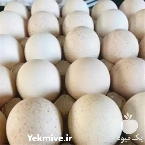 قیمت خرید تخم نطفه دار قرقاول در گروه انواع تخم ها در یکمیوه -عکس1