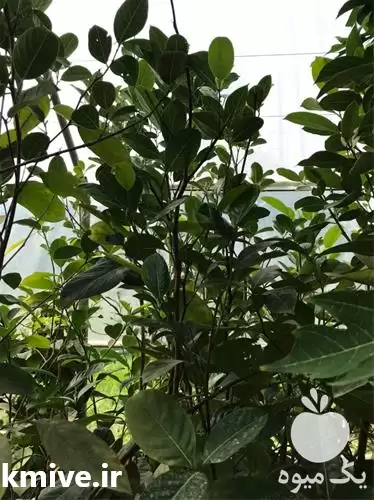 قیمت خرید فوش انواع نهال میوه در گروه خرید و فروش نهال میوه در یکمیوه -عکس1