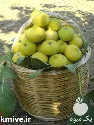 قیمت خرید نهال انجیر در ارومیه در گروه خرید و فروش انجیر در یکمیوه -عکس1