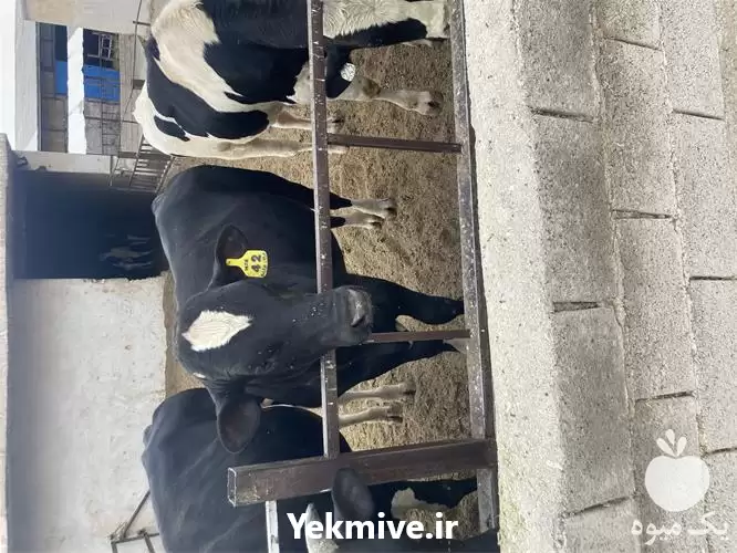 قیمت خرید گوساله نر در اصفهان در گروه گاو و گوسفند و میش و بز کهره گوساله در یکمیوه -عکس1