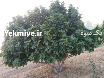 فروش انواع انجیر خشک ارگانیک بصورت عمده در شیراز در گروه خرید و فروش انجیر در یکمیوه -عکس2