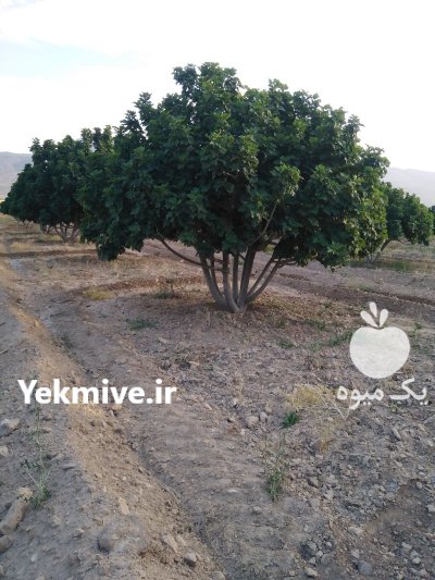 انواع انجیر خشک استهبان در شیراز در گروه خرید و فروش انجیر در یکمیوه -عکس2