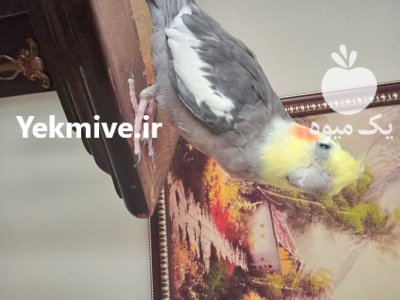 عروس هلندی نر در گروه خرید و فروش انواع پرنده در یکمیوه -عکس1