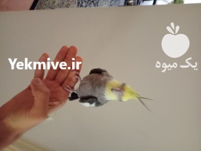 عروس هلندی نر در گروه خرید و فروش انواع پرنده در یکمیوه -عکس2