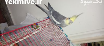 عروس هلندی نر در گروه خرید و فروش انواع پرنده در یکمیوه -عکس3