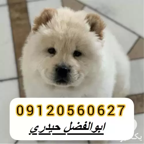 قیمت خرید سگ چاوچاو سفید پرتقالی در کرج در گروه سگ و گربه در یکمیوه -عکس1