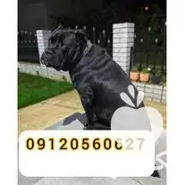 قیمت خرید توله سگ کن کورسو در گروه سگ و گربه در یکمیوه -عکس1