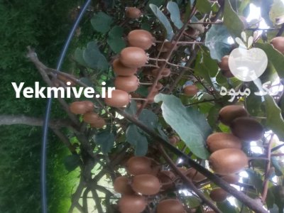 فروش کیوی هایوارد طلایی در تهران در گروه خرید و فروش کیوی در یکمیوه -عکس1
