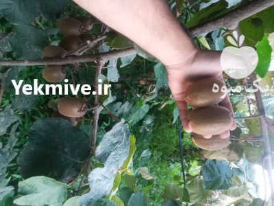 فروش کیوی هایوارد طلایی در تهران در گروه خرید و فروش کیوی در یکمیوه -عکس2