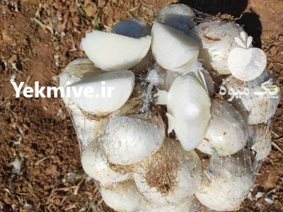پیاز سفید صادراتی پیاز سفید در اقلید در گروه خرید و فروش پیاز در یکمیوه -عکس1