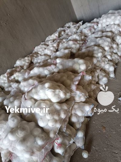 پیاز سفید صادراتی پیاز سفید در اقلید در گروه خرید و فروش پیاز در یکمیوه -عکس2