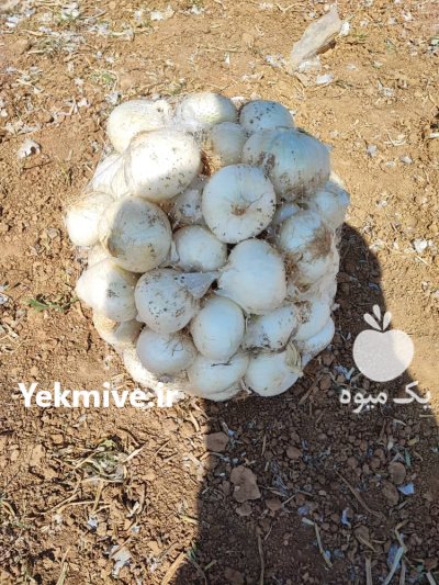 پیاز سفید صادراتی پیاز سفید در اقلید در گروه خرید و فروش پیاز در یکمیوه -عکس3