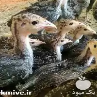 قیمت خرید بوقلمون برنز انگلیسی در اصفهان در گروه مرغ و خروس و بوقلمون و اردک قو قاز در یکمیوه