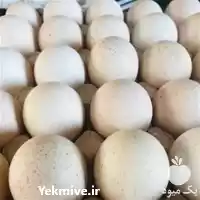 قیمت خرید تخم نطفه دار قرقاول در گروه انواع تخم ها در یکمیوه