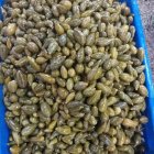 ترشی بیبی کورن ریز در ری  در گروه محصولات ترشی در یکمیوه