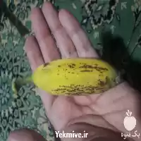 نهال ریشه پرس موز خوراکی کاردابا در ساری در گروه خرید و فروش نهال در یکمیوه