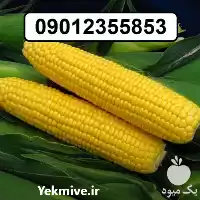 قیمت خرید عمده بذر ذرت سمیرا در بجنورد در گروه خرید و فروش بذر ذرت در یکمیوه