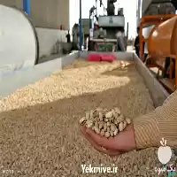 قیمت پسته روز پسته صادرات پسته در مشهد در گروه خرید و فروش پسته در یکمیوه