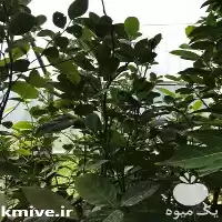 قیمت خرید فوش انواع نهال میوه