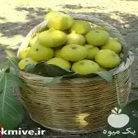 قیمت خرید نهال انجیر در ارومیه در گروه خرید و فروش انجیر در یکمیوه