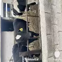 قیمت خرید گوساله نر در اصفهان در گروه گاو و گوسفند و میش و بز کهره گوساله در یکمیوه