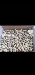 انواع انجیر خشک استهبان در شیراز در گروه خرید و فروش انجیر در یکمیوه