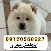 قیمت خرید سگ چاوچاو سفید پرتقالی در کرج در گروه سگ و گربه در یکمیوه