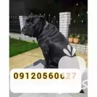 قیمت خرید توله سگ کن کورسو در گروه سگ و گربه در یکمیوه