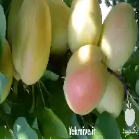 فروش عرضه درخت زرد آلو شاهرودی در ساری در گروه خرید و فروش زردآلو در یکمیوه
