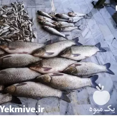 فروش بچه ماهی گرمابی فیتوفاک در ارومیه در گروه خرید و فروش بچه ماهی در یکمیوه -عکس1