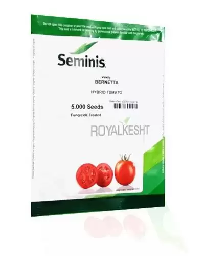 قیمت عرضه فروش بذر گوجه فرنگی در ساری در گروه خرید و فروش بذر گوجه در یکمیوه -عکس1