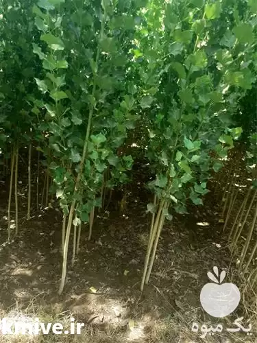 قیمت خرید نهال صنوبر در گروه خرید و فروش نهال صنوبر در یکمیوه -عکس1