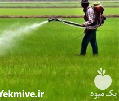 قیمت خرید علف کش تیتوس سولفورن در کرج در گروه خرید و فروش انواع سم در یکمیوه -عکس1