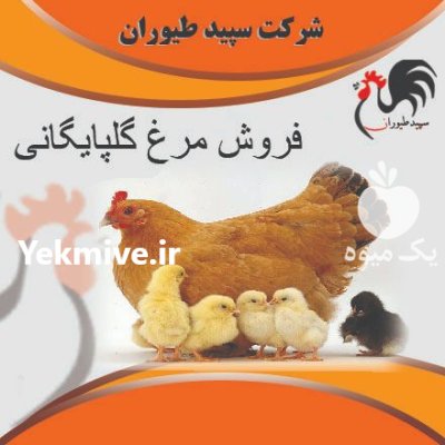 فروش جوجه محلی گلپایگان روزه طیور در تهران در گروه مرغ و خروس و بوقلمون و اردک قو قاز در یکمیوه -عکس1