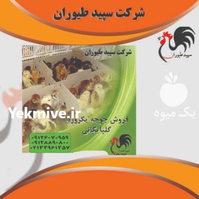 فروش جوجه محلی گلپایگان روزه طیور در تهران در گروه مرغ و خروس و بوقلمون و اردک قو قاز در یکمیوه -عکس2