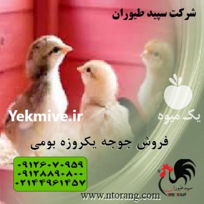 فروش جوجه یکروزه محلی جوجه اصلاح شده در تهران در گروه مرغ و خروس و بوقلمون و اردک قو قاز در یکمیوه -عکس1