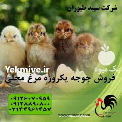 فروش جوجه یکروزه محلی جوجه اصلاح شده در تهران در گروه مرغ و خروس و بوقلمون و اردک قو قاز در یکمیوه -عکس2