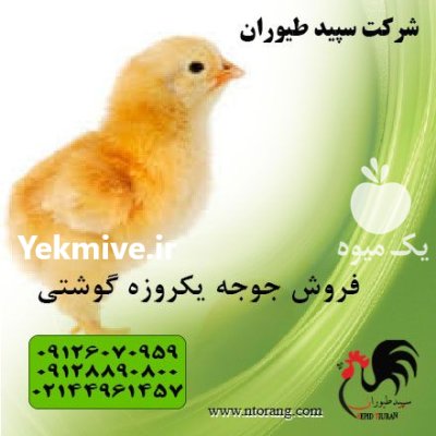 فروش جوجه مرغ گوشتی جوجه یکروزه در گروه مرغ و خروس و بوقلمون و اردک قو قاز در یکمیوه -عکس1