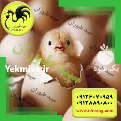 فروش جوجه مرغ گوشتی جوجه یکروزه در گروه مرغ و خروس و بوقلمون و اردک قو قاز در یکمیوه -عکس2